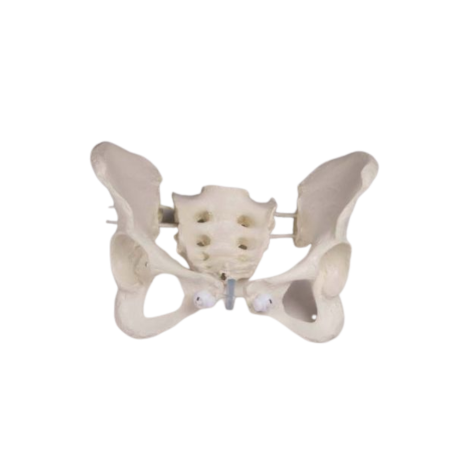 BASSIN FÉMININ FLEXIBLE AVEC SACRUM