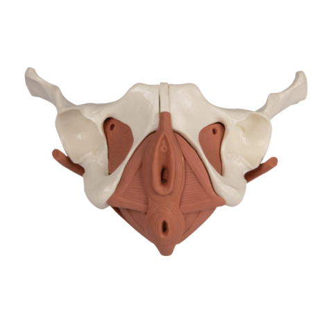 BASSIN FÉMININ AVEC PLANCHER PELVIEN EN 12 PARTIES MAGNÉTIQUES