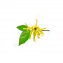 YLANG YLANG 10 ML - HUILE ESSENTIELLE BIO